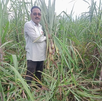 Elephants trampled sugarcane and paddy crops