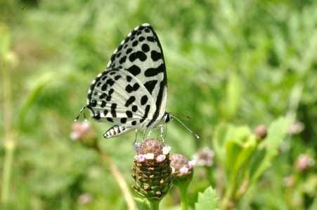 The world of butterflies is unique along with tigers, two species out of 90 are extremely rare