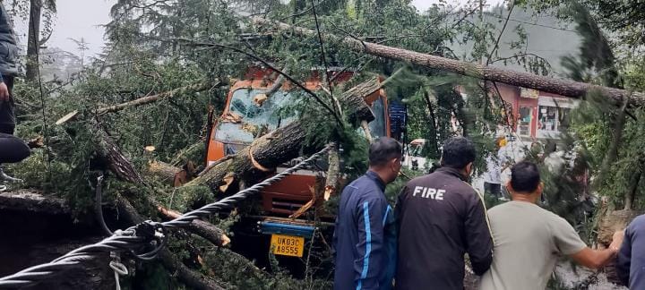 A pine tree fell on a canter near Kolidhek bridge