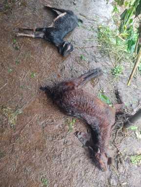 Rain havoc: Four cattle died due to lightning, woman injured
