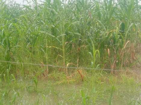 The farmers are not getting any less worried seeing their crops getting spoiled continuously