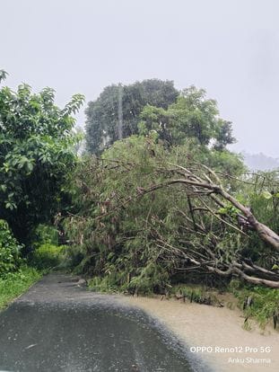 Traffic was disrupted due to the fall of a big tree on Talmehra-Jol road