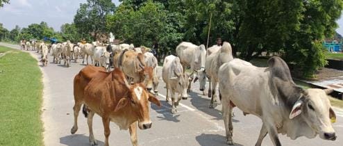 Siddharthnagar News: Stray animals are camping on the roads, addiction to speed is fatal