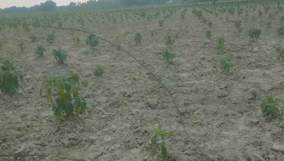Farmers are worried due to the harsh weather, crops are withering