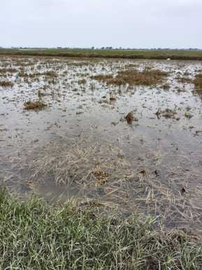 Ganga fell by 1.28 meters in 7 days, medicines are not being sprayed in the affected areas