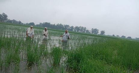 The hard work of farmers drowned in rain water