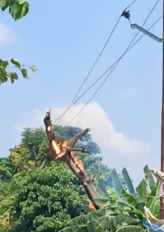 A tree branch fell on the high tension line and caught fire