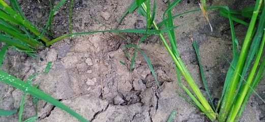 Tigress hunted a pet calf in Jhanjhatpur