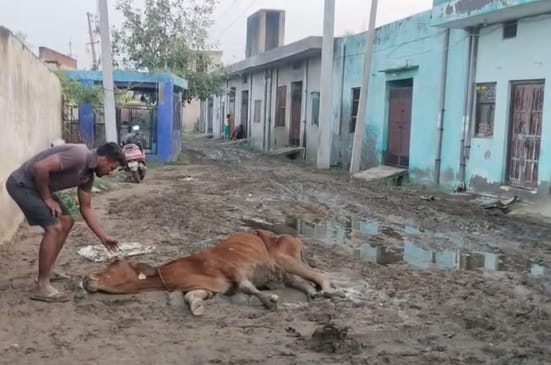 Dead cattle are being thrown in the open in the city, Municipal Corporation's contract has ended since seven months