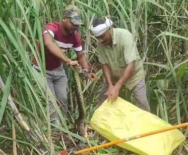 Python caught from Makanpur farm and released in the jungle