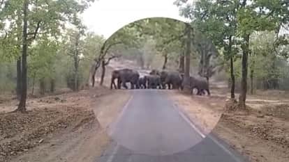 MP News: Elephant terror in Umaria, farmers' crops crushed in Mahaman village; Villagers in panic