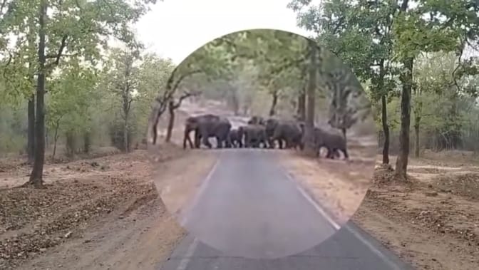MP News: Elephant terror in Umaria, farmers' crops crushed in Mahaman village; Villagers in panic