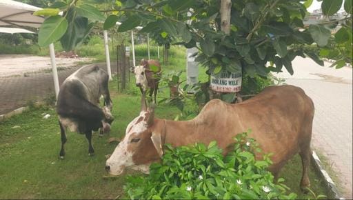 The corporation has less resources, how will the cattle be removed from the roads by 31st