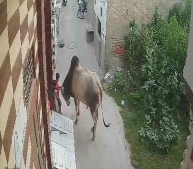 The bull was not angry, the child's life was saved