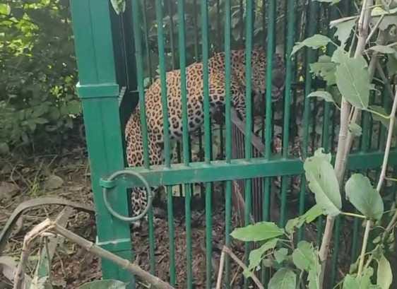 Leopard trapped in a cage while trying to hunt a goat