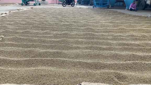 Moong crop is not being sold at MSP