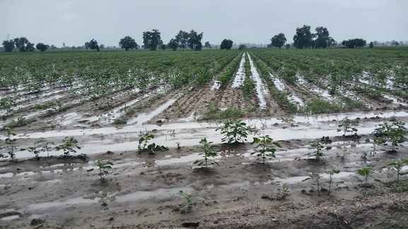 Girdawari of waterlogging in 5705 acres of crops in 21 villages