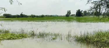 Baghpat: Water level of Yamuna and Hindon rivers increased, hundreds of bighas of crops submerged