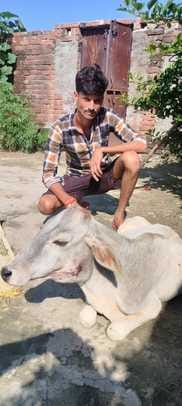 The tiger entered the house and attacked the calf, the homeowner was saved