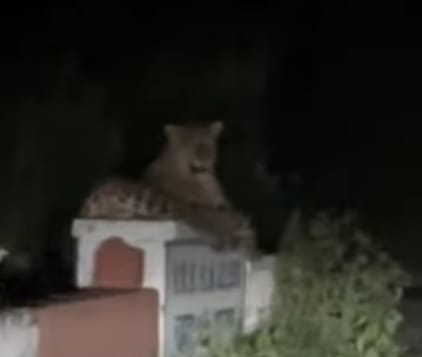 Leopard seen on the bridge of Poshak Canal, panic among villagers