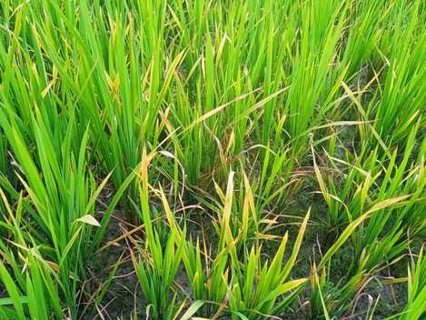 Jhansi: Digital survey will tell the condition of crops, photo will be uploaded when you go near the field