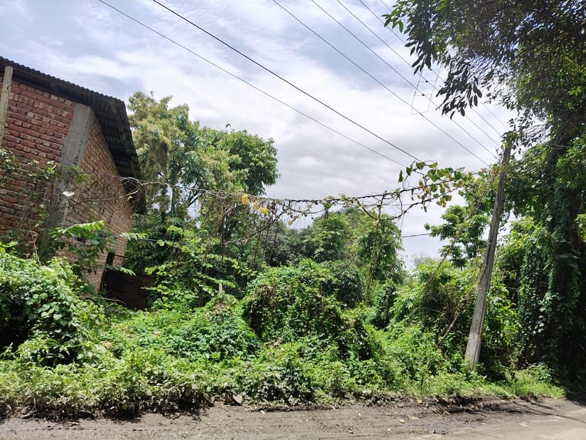 Fear of accident due to electric wire touching trees