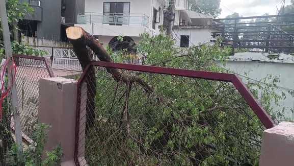 Miscreants cut four white sandalwood trees from the courtyard of the house in Hiranagar.