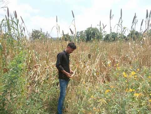 Farmers are waiting for rain in Ateli, crops are getting spoiled