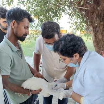 Animal Husbandry Department teams are monitoring poultry farms