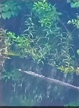 A huge crocodile was seen in the river near the Lilautinath temple