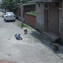 Monkeys create terror, student attacked