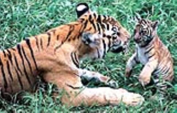 Tiger census will begin in Corbett Tiger Reserve from October