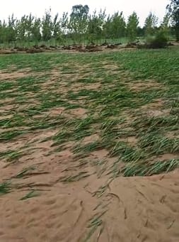 When the water receded from the fields, the farmers were hurt to see the crops buried in the sand