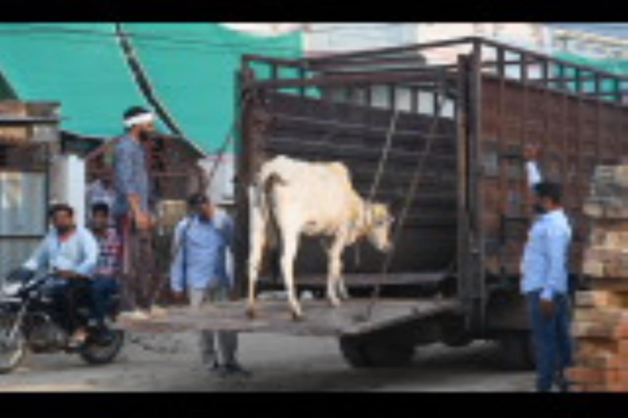 In the absence of police assistance, the Municipal Corporation caught only 11 stray animals
