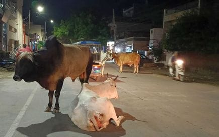 Stray cattle roam the streets at night in the city, causing trouble for passersby