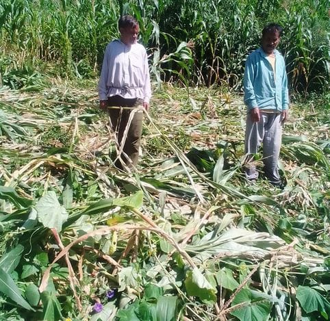 Monkeys and pigs are breaking the back of farmers