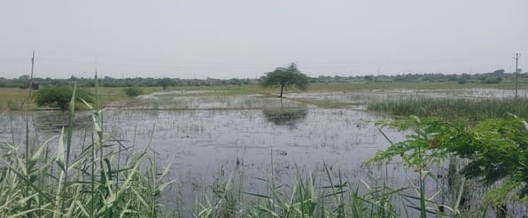 Due to lack of drainage, fields are filled with water, farmers are angry