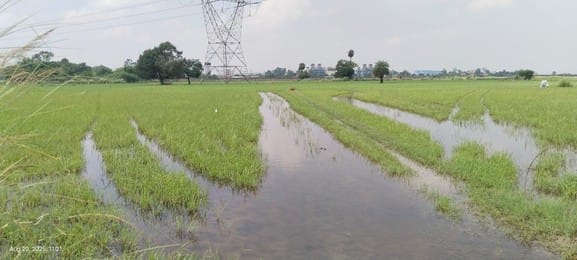 200 acres of land is filled with water since last six years, 500 farmers are not able to sow crops