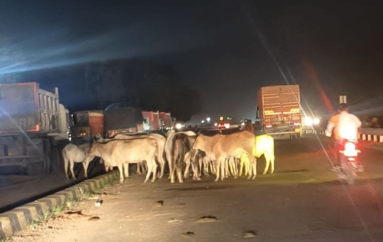 Cattle create ruckus on the highway, drivers worried