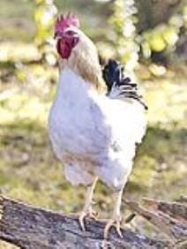 Alert issued in Ramnagar regarding bird flu