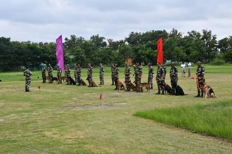 dogs played well