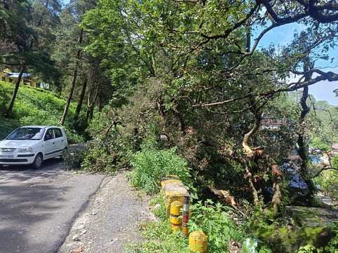 Tree fell in Baldiyakhan, house saved from getting damaged