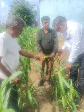Inspection of cotton-millet crop done