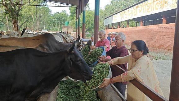 Green fodder distribution organized in orphan cow shelter