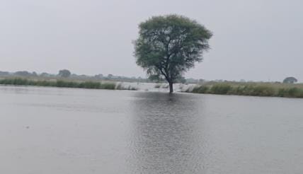 Yamuna water is surging in Midhavali, crops are submerged