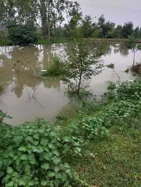 Five thousand bighas of crops of Dataganj area submerged in the flood of Ramganga