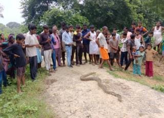Python seen near school