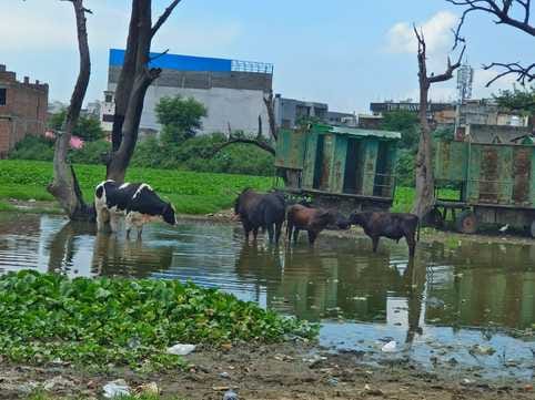 Nandishala in the city is full, animal catching campaign in Cantt is stopped