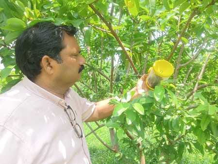 Pheromone traps will control insects in guava orchards
