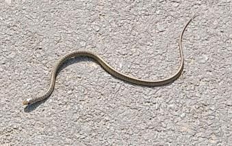 A snake was seen on the handle of the moped, the driver got frightened